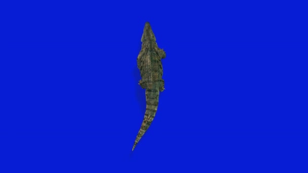 Crocodilo Vista Superior Loop Sem Costura Tela Azul Chromakey — Vídeo de Stock