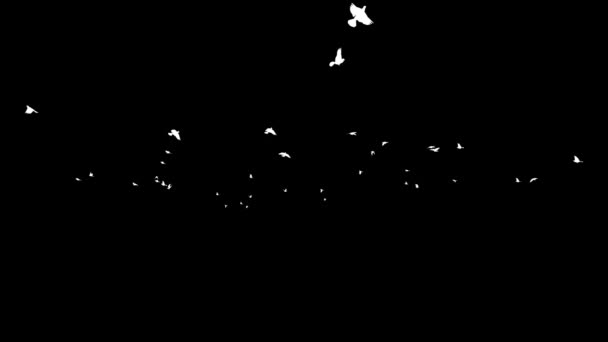 Tauben Silhouetten Fliegen Zeitlupe — Stockvideo