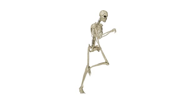 Skeleton running morphing into Human, white — Stock Video