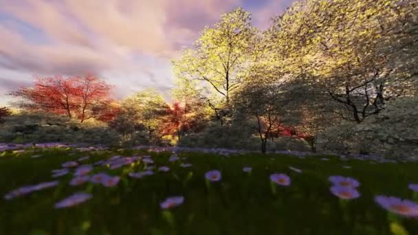 Spring forest, timelapse sunrise, camera fly — Stock Video
