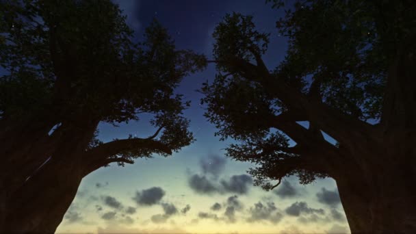 Sunrise timelapse między drzewami, noc na dzień — Wideo stockowe