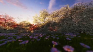 Bahar orman, sunrise, kamera kaydırma