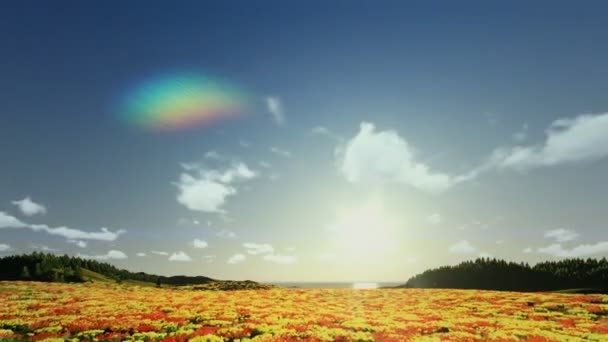 Pole tulipánů, timelapse východu do odpoledne, létají nad — Stock video