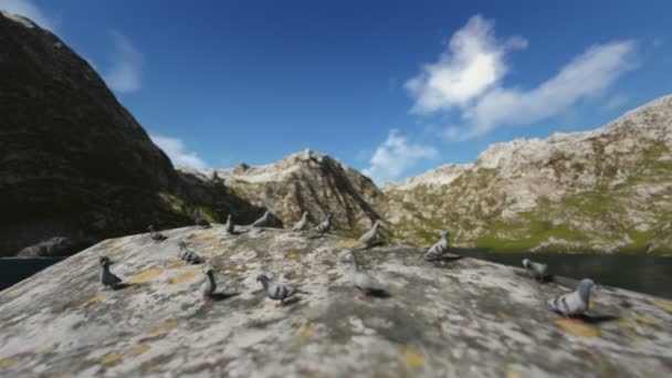 Голуби відпочивають на скелі з мохом — стокове відео