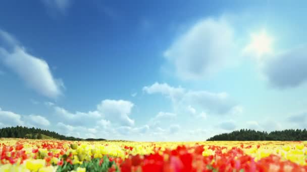 Campo de tulipanes, nubes de timelapse, volar sobre — Vídeos de Stock