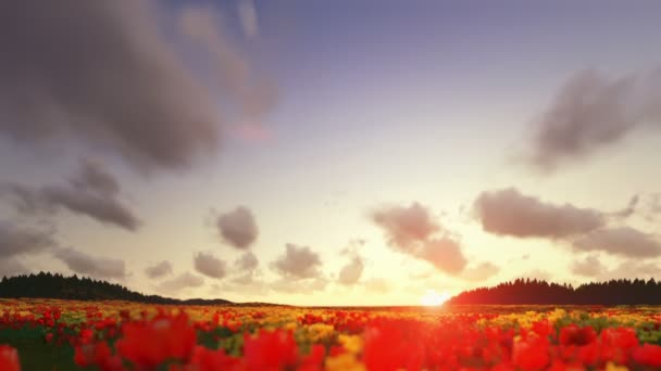 Feld der Tulpen, Timelapse Wolken bei Sonnenuntergang — Stockvideo