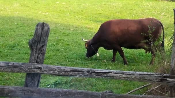 Healthy Cow eating grass, ecological environment, panning — Stock Video