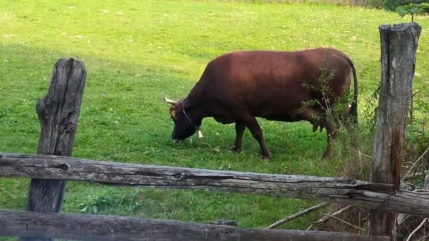 Egészséges tehén eszik füvet, ökológiai környezet — Stock videók