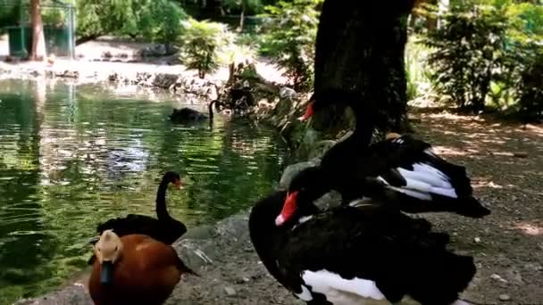 Close-up van zwarte zwanen en eenden door Lake — Stockvideo
