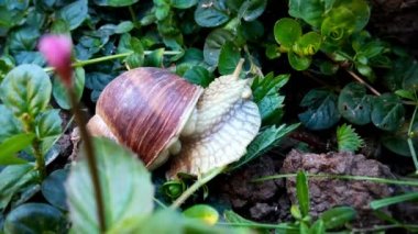 Bahçe salyangoz yeme yakın çekim