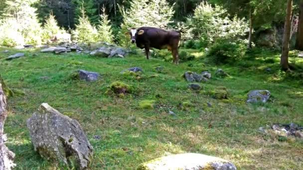Vaca comendo capim em uma floresta — Vídeo de Stock