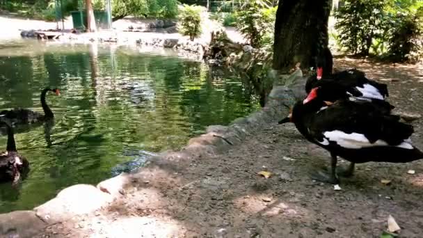 Cerca de cisnes negros por lago — Vídeo de stock