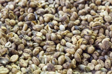 Kahve Luwak arka plan