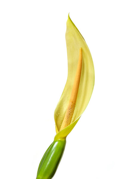 Цветок мирной лилии на белом фоне. Желтый оттенок.
