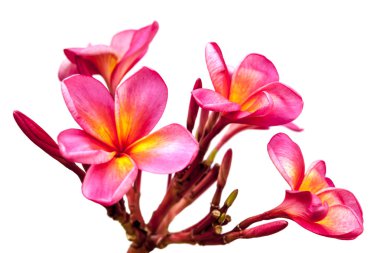 Pembe Plumeria izole