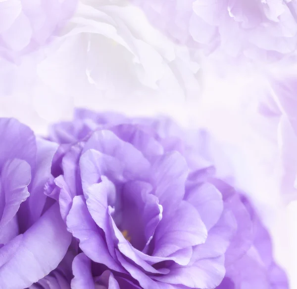 花紫のトルコギキョウを背景 — ストック写真