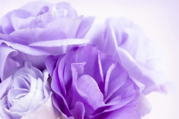 Fondo de flores Lisianthus púrpura — Foto de Stock
