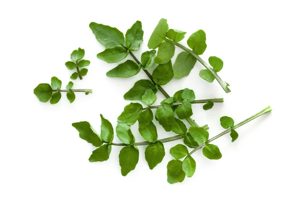 Watercress Isolated on White Background Overhead View — Stock Photo, Image