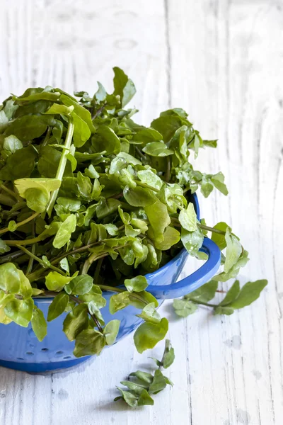 Watercress em Colander sobre fundo de madeira branca — Fotografia de Stock