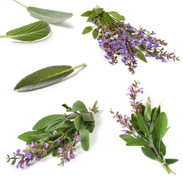 Colección de salvia aislada — Foto de Stock