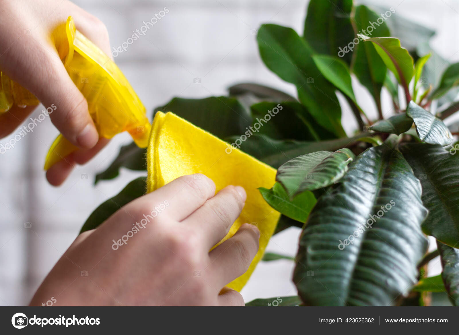 протирание листочков тряпочкой комнатных растений. протирание листьев орхидеи. вытирать пыль с комнатных растений. полив цветок замиокулькас. чем протирать листья от пыли.