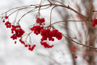 Clusters of red mountain ash on a branch under the snow.