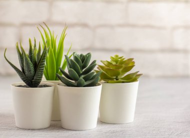 Kapalı alanda suni bitkiler, saksılarda çeşitli sulu bitkiler. Beyaz mini kaplarda sulu. Ev dekorasyonu için fikirler. Boşluğu kopyala