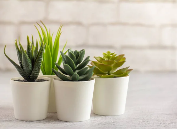 Piante artificiali da interno, varie piante grasse in vaso. Succulente in mini-pentole bianche. Idee per la decorazione domestica.Copia spazio — Foto Stock