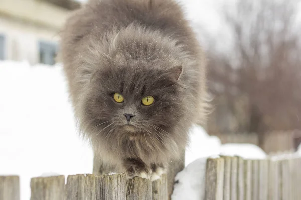 Пушистый серый кот зимой сидит на деревянном заборе. — стоковое фото