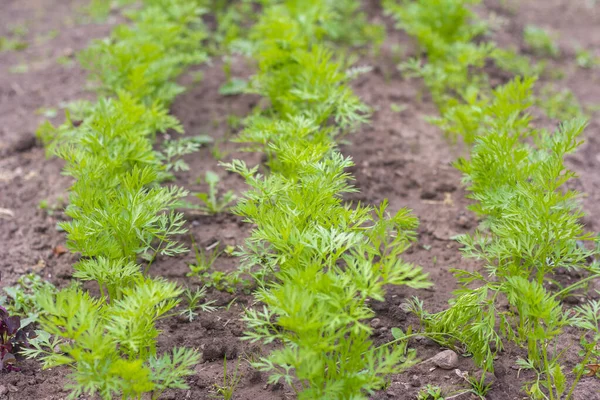 Las Zanahorias Orgánicas Jóvenes Crecen Filas Jardín —  Fotos de Stock