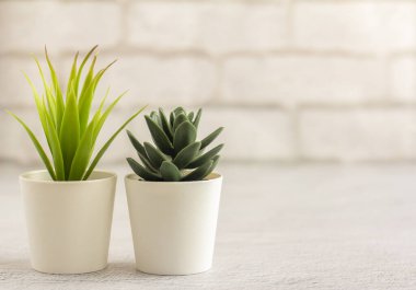 Kapalı alandaki bitkiler, saksılarda çeşitli sulu bitkiler. Beyaz mini kaplarda sulu. Ev dekorasyonu için fikirler. Boşluğu kopyala