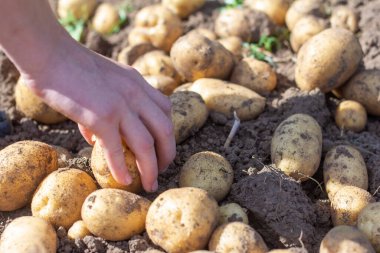 Genç, yeni kazılmış, yerde patates var. Hasat ediliyor..