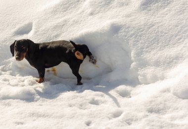 A small dachshund dog pees on the snow while walking.