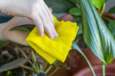 Kapalı alandaki çiçeklere dikkat et. Genç bir adam çiçeğin yapraklarındaki tozu temizler.