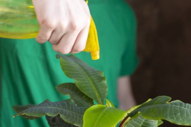 Kapalı alandaki çiçeklere dikkat et. Genç bir adam çiçeğin yapraklarındaki tozu temizler.
