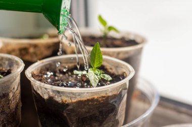 Tohumlar. Pencere kenarındaki su kutusundan Bulgar biberi tohumları sulanıyor.