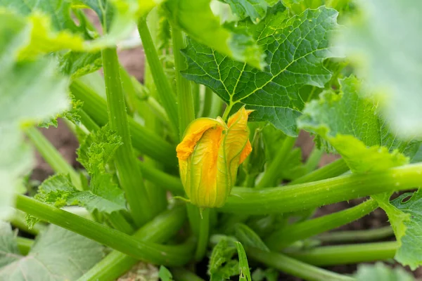 Bunga Zucchini Kuning Yang Indah Tanaman Zucchini Tumbuh Kebun Pondok — Stok Foto