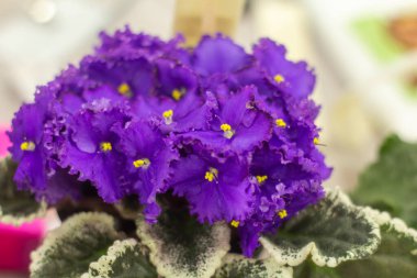 Güzel açan mor menekşeler. Yakın plan..