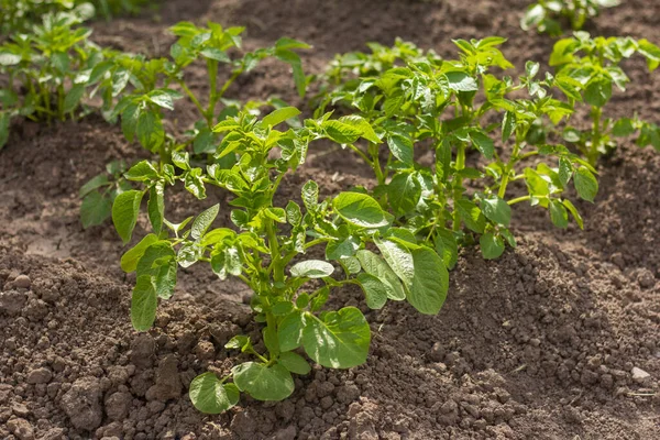 Las Patatas Ecológicas Crecen Campo Cultivo Verduras Industria Agrícola — Foto de Stock