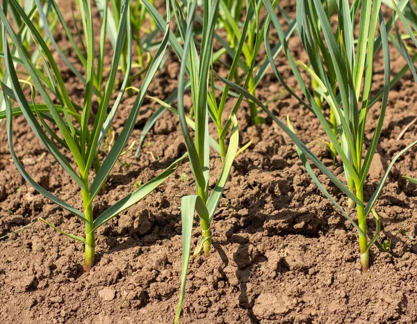 Ajo Joven Crece Una Cama Jardín —  Fotos de Stock