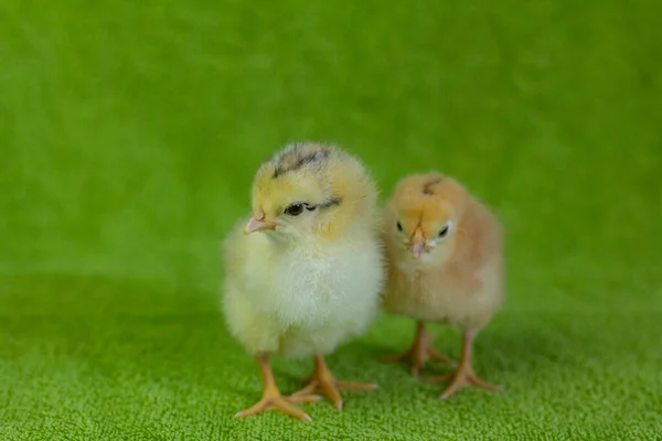 Little chickens.Two yellow chickens on a green background.