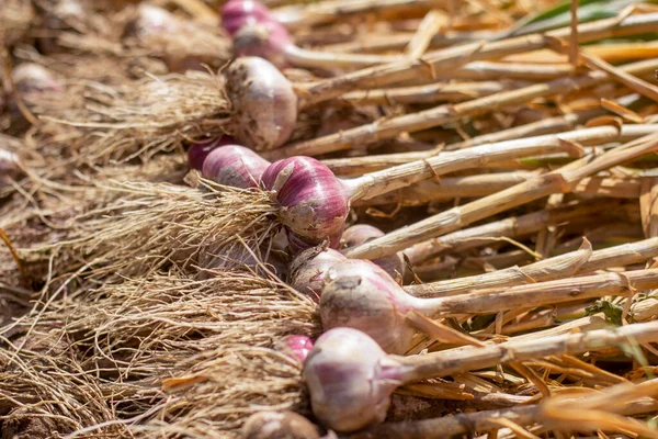 Bawang Putih Segar Matang Berbaring Tanah Memanen — Stok Foto