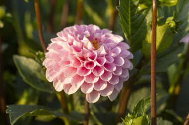 Yeşil arka planda doğal pembe yıldız çiçeği..
