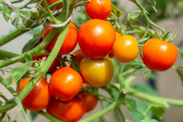 Pomodori Rossi Maturi Crescono Cespuglio Una Serra — Foto Stock