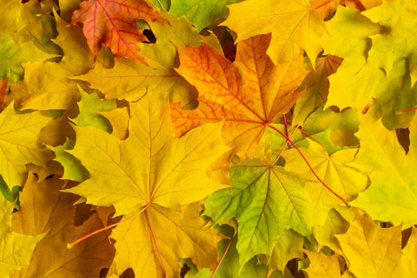 Fundo Outono Com Folhas Coloridas Bordo Amarelo Vermelho Laranja — Fotografia de Stock