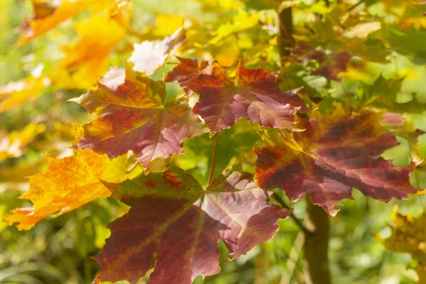 Fundo Outono Com Folhas Coloridas Bordo Amarelo Vermelho Laranja — Fotografia de Stock