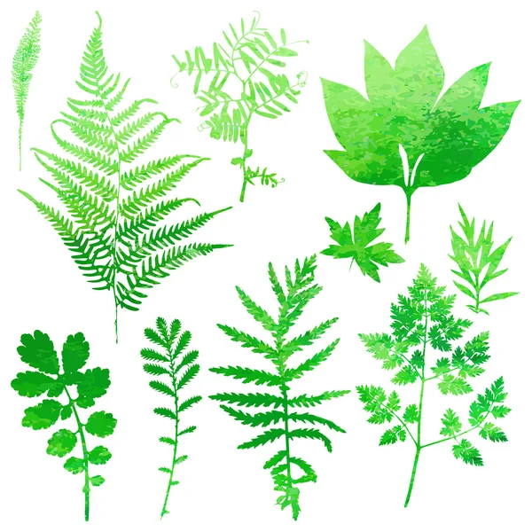 Set of garden watercolor leaves. Vector illustration. — Stock Vector