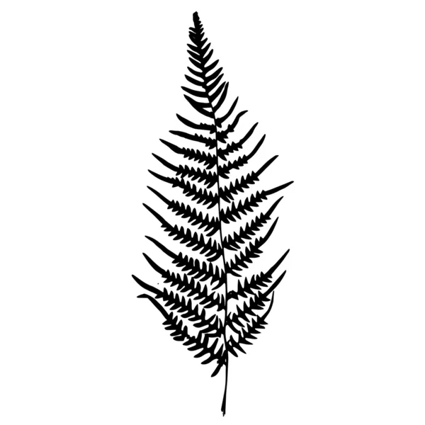 Fern silhouette. Isolated on white background — Stock Vector