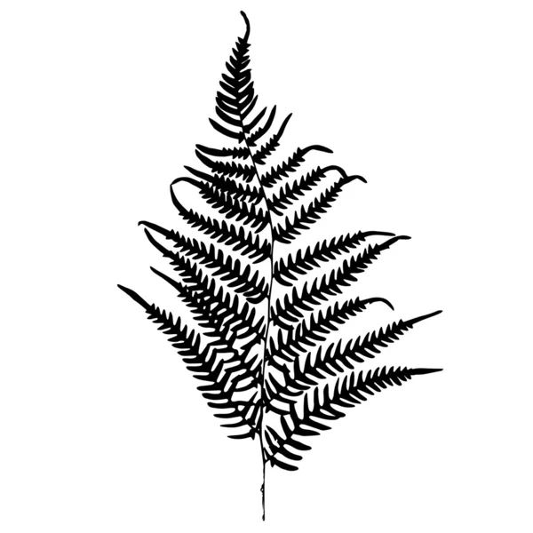 Fern silhouet. Geïsoleerd op witte achtergrond — Stockvector