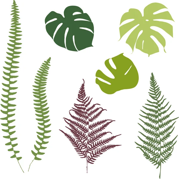 Siluetas de helecho y monstera. Aislado sobre fondo blanco — Vector de stock